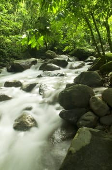 Mountain stream in a forest 

