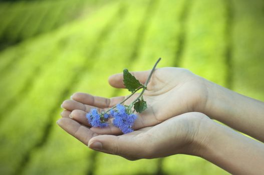 Flower on hand with tea farm as background.