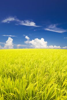 Golden paddy rice field ready for harvest. 