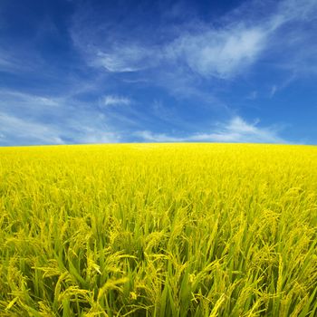 Golden paddy rice field ready for harvest.