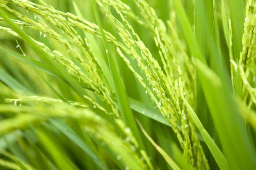 Close up of green paddy rice