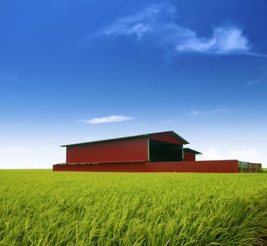 Rice factory in paddy rice field at Malaysia.