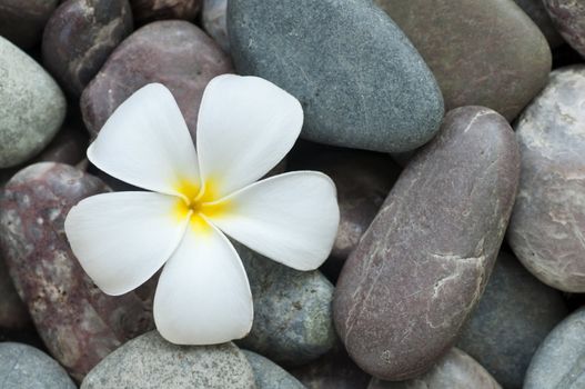 White frangipani and therapy stones. 