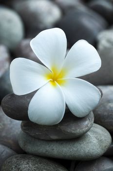 White frangipani and therapy stones.