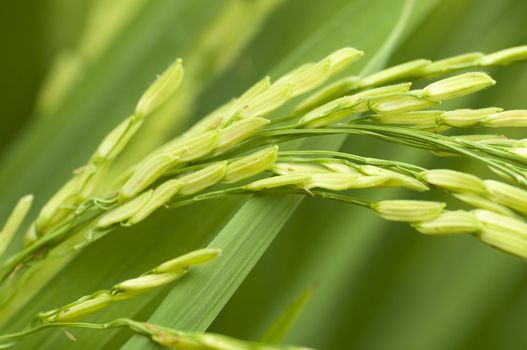 Paddy rice 