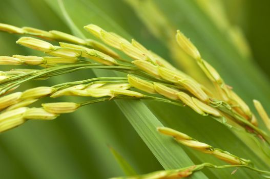 Close up of green paddy rice.