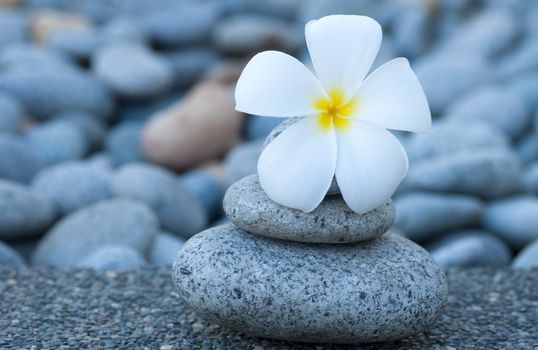 White frangipani and therapy stones.