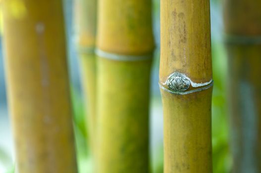 Close up Asian Bamboo forest.