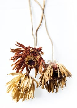 Three withered yellow gerber against a white background