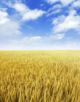 Golden paddy rice field ready for harvest.