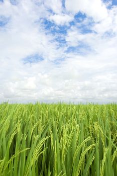 Landscape of paddy rice field, clouds and blue sky 