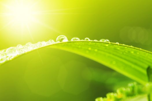 Green leaf with dews in morning 