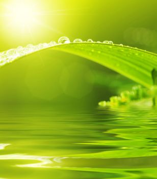 Dews on Green Leaf with water reflection