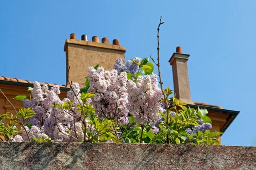 abundance of flowers from the top of the wall