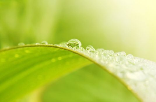 Green grass with raindrops background