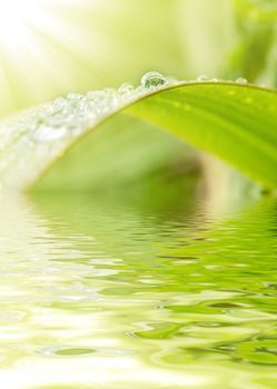 Green grass with raindrops background 
