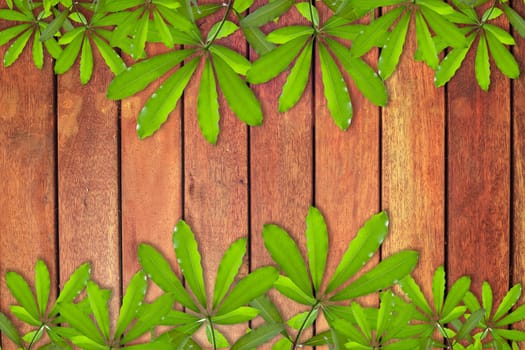 Green leave on wood background