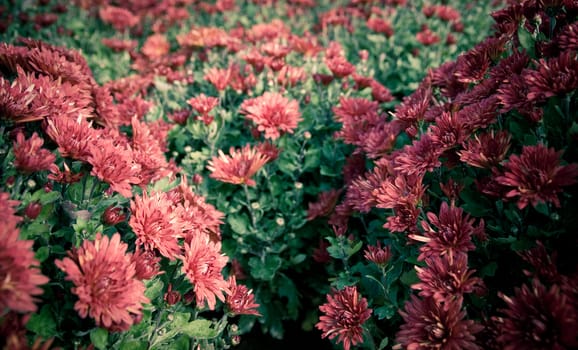 lots of colorfull flowers inside a greenhouse