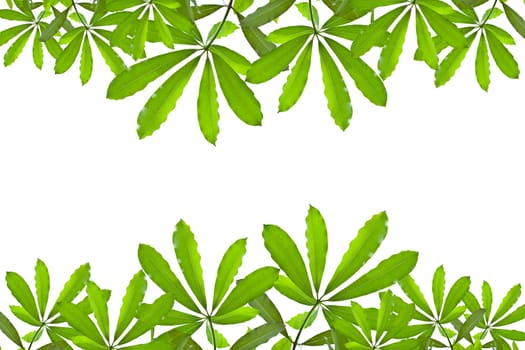 Green leave on white background