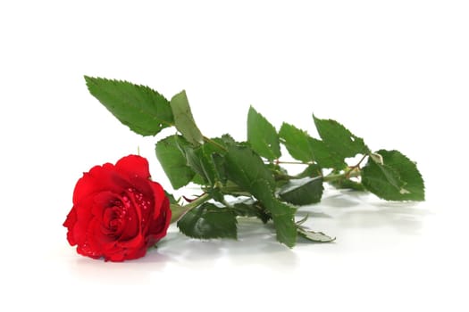 a red rose on a white background