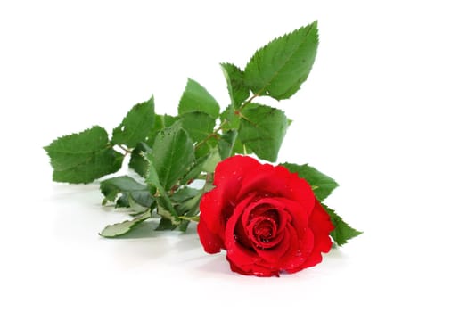 a red rose on a white background

