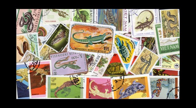 A Collection of Themactic Reptile,Snakes,Turtles and Lizard Postage Stamps isolted on Black