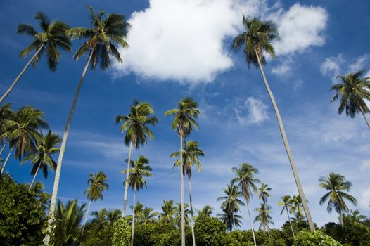 Palm trees and blue sky at seaside 

