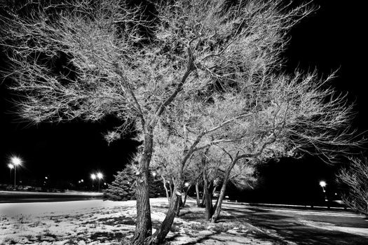 A beautiful tree lit by street light on a clear and peaceful night