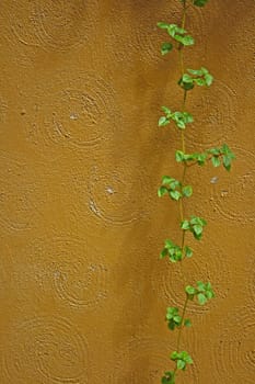Plant on a brown wall