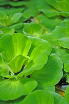 Close up water fern with background