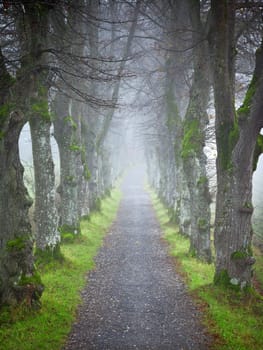 An image of a nice autumn forest allee