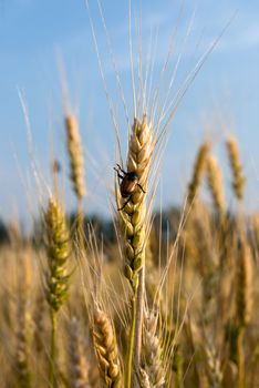 Closeup of a pest of young cereal crops