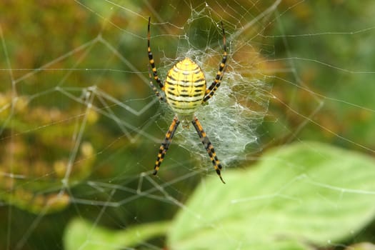 Banded Garden Spider Argiope trifasciata female Sitting Her Web