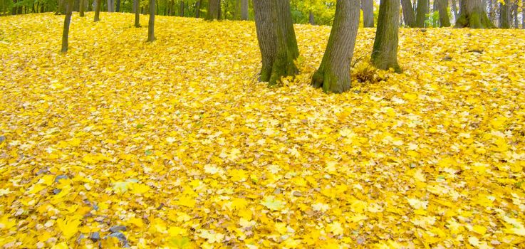 A Blanket of Leaves Covers The Woods At a 
 Golf Course in The Autumn.