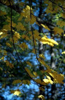 Autumn maple leaves background