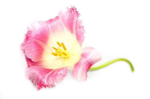 Pink tulip isolated on white