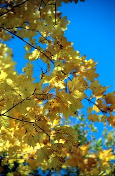 Autumn maple leaves aganst blue sky