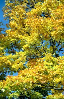 Autumn yellow background of maple tree