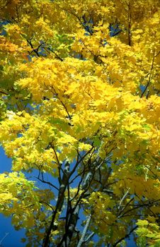 Autumn yellow background of maple tree
