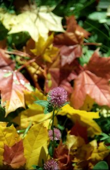 Clover on maple autumn leaves bakground close up