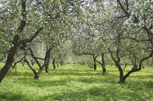 The big apple garden with large old trees, spring.