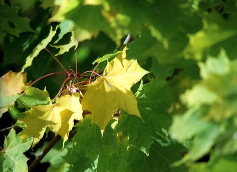 Maple autumn leaves close up