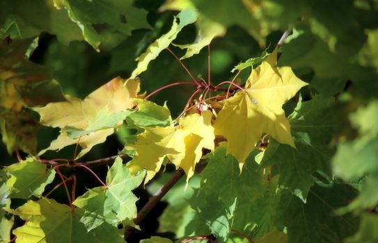 Maple autumn leaves close up