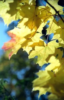 Maple autumn leaves close up