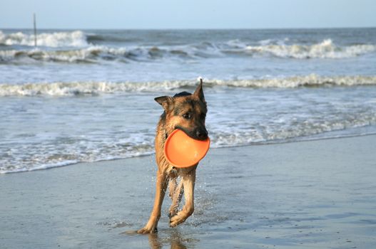 German Shepherd Dog ( Alsatian ) playing on the beach.