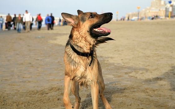 German Shepherd Dog ( Alsatian ) playing on the beach.