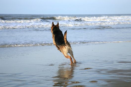 German Shepherd Dog ( Alsatian ) playing on the beach.