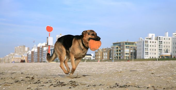 German Shepherd Dog ( Alsatian ) playing on the beach.