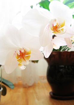 Orchid white blossom in flowerpot