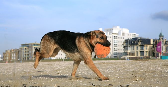 German Shepherd Dog ( Alsatian ) playing on the beach.